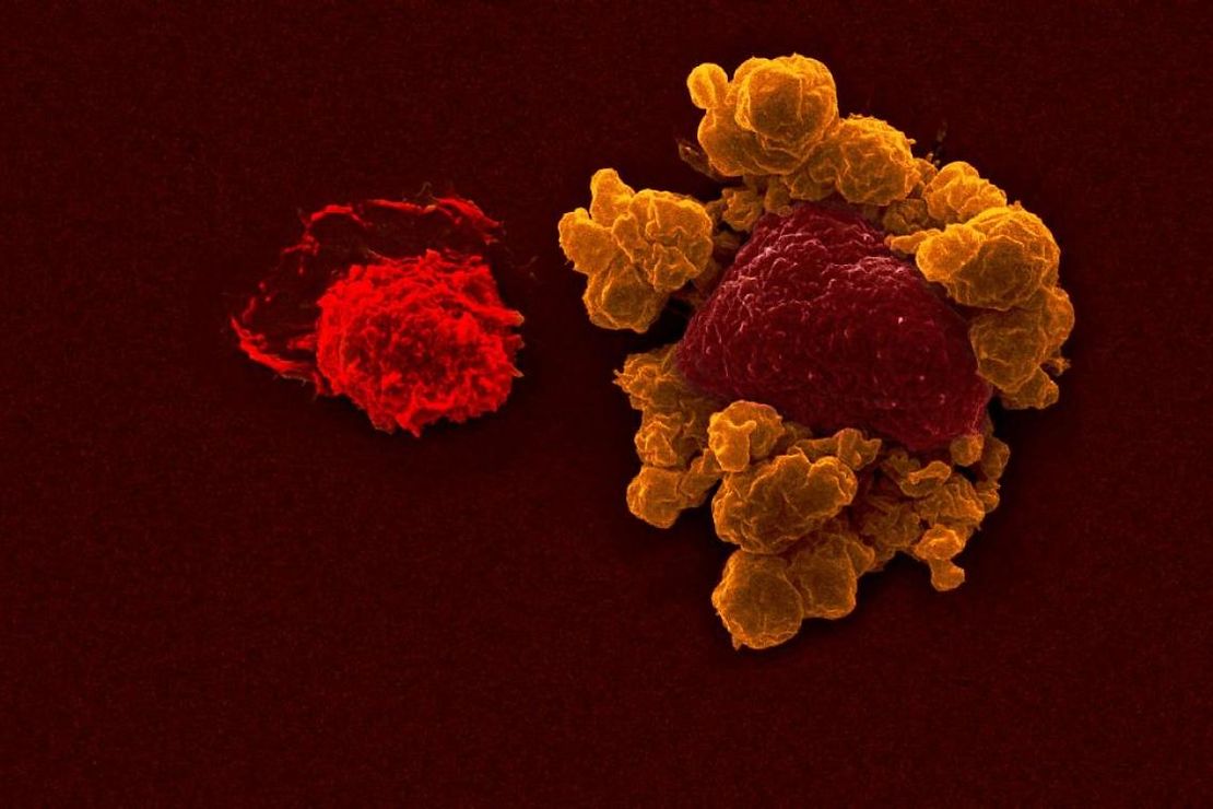 Cancer antibody research