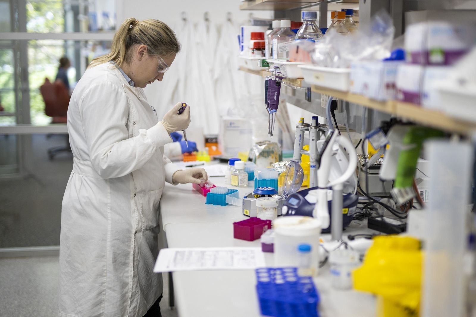 Researcher preparing bacterial expression cultures at the bench